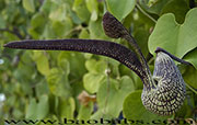 Aristolochia ringens